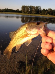First bass on a fly in two coon's ages.